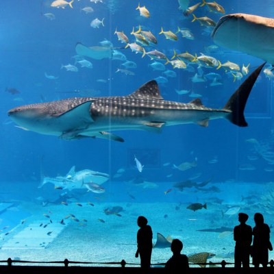 4 Dubai aquarium and Underwater Zoo 4
